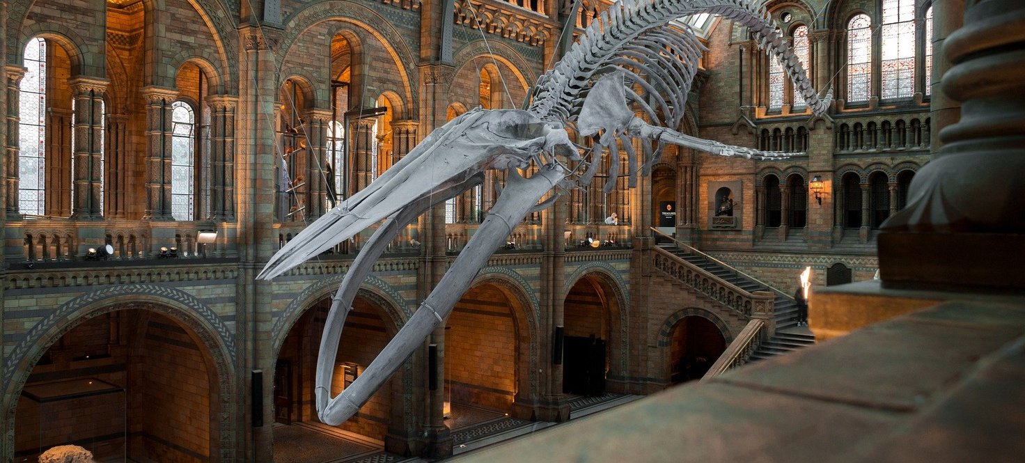 Saurierskelett in einer Naturkundeausstellung