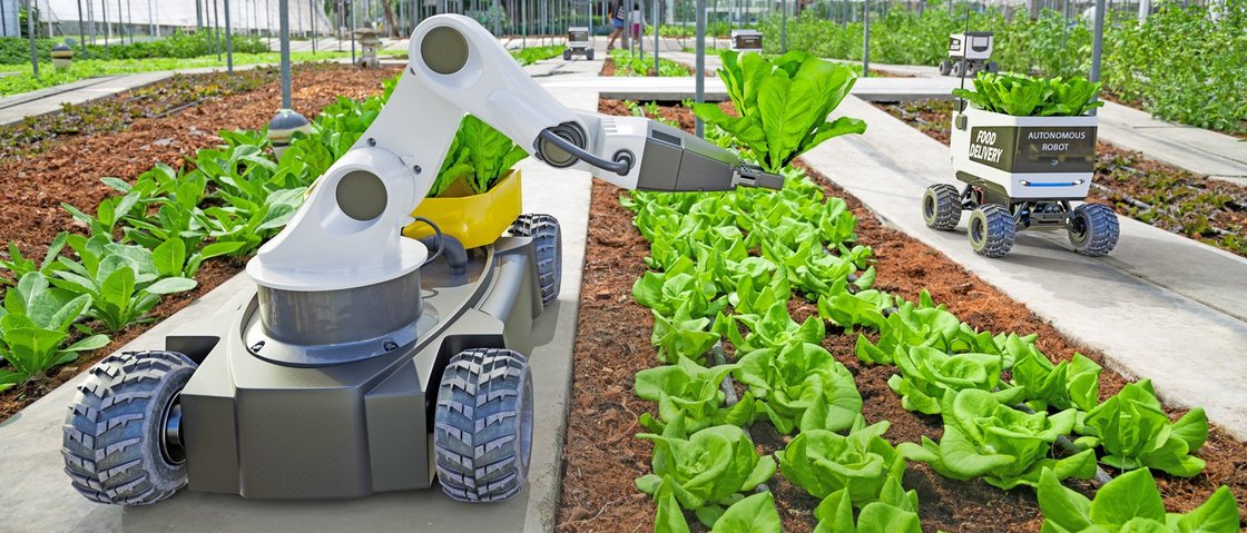 Ein Roboter erntet Salat auf einem Beet 