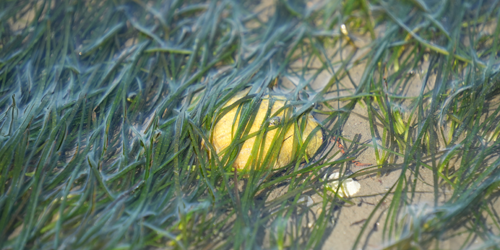 Seegras mit Muscheln