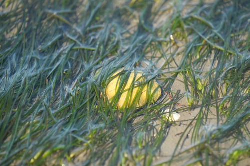 Seegras mit Muscheln